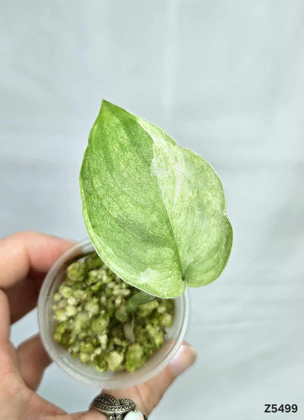 Scindapsus Jade Satin Mint #Z5499