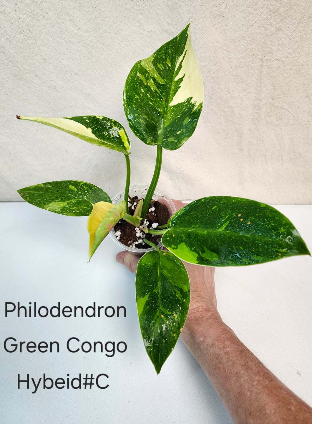 Philodendron green congo hybrid variegata #C