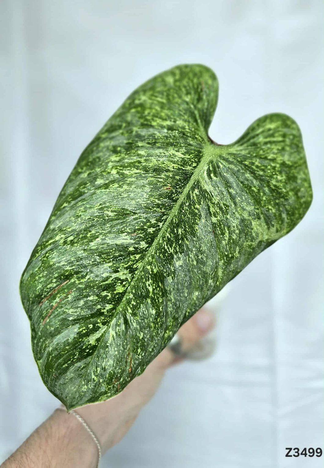 Philodendron Sodiroi Variegata #Z3499
