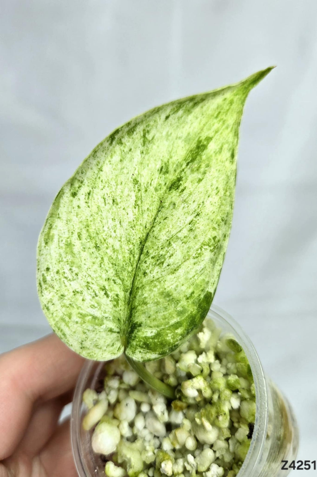 Scindapsus Marble Queen #Z4251