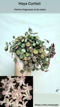 Load image into Gallery viewer, Hoya curtisii ⭐️
