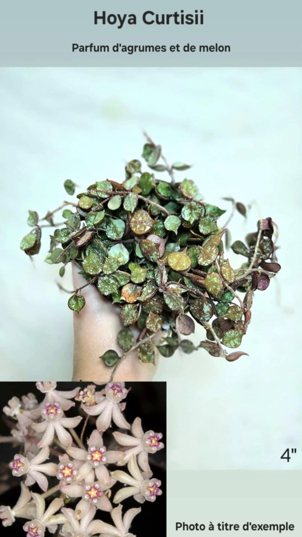 Hoya curtisii ⭐️