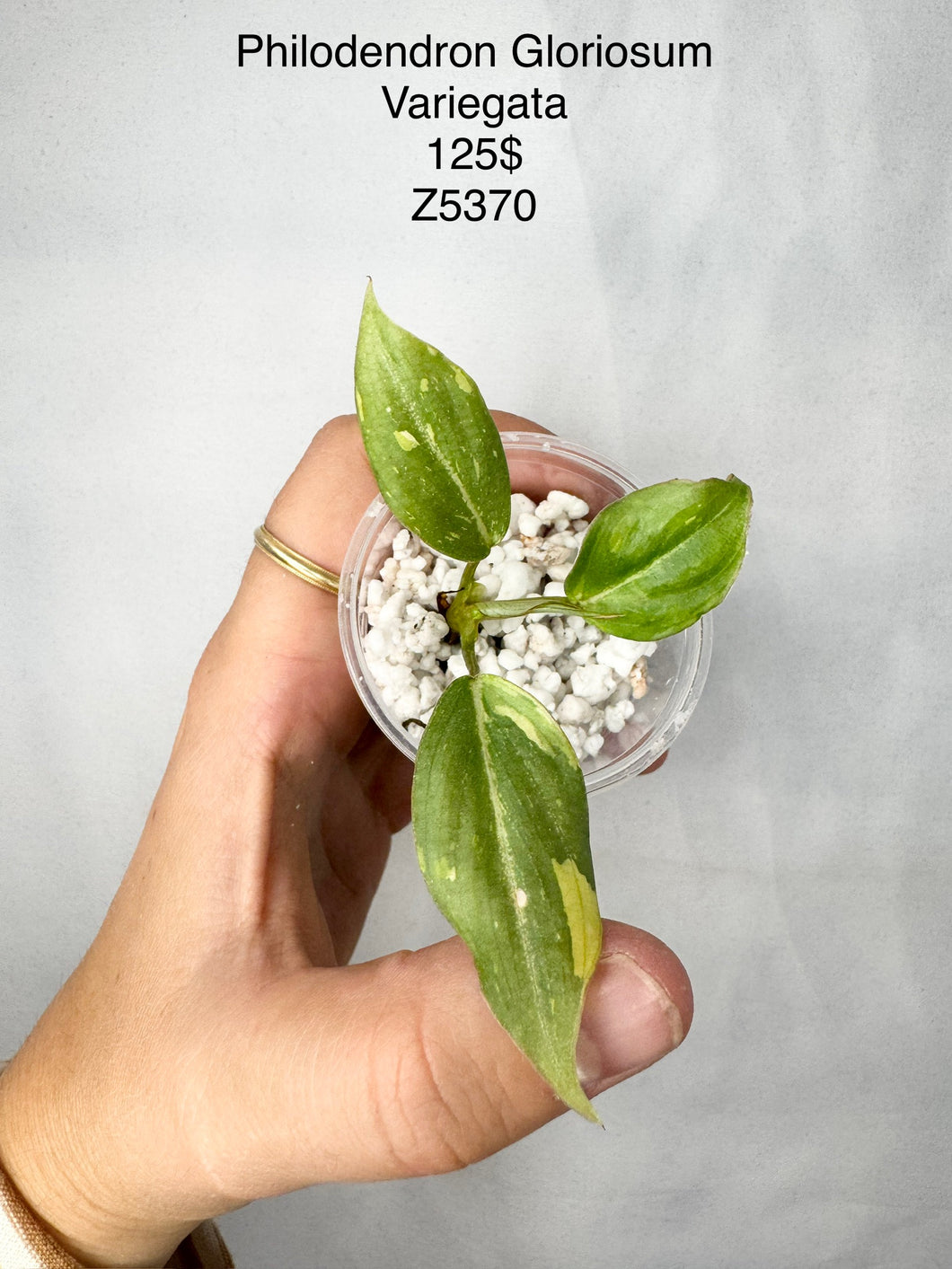 Philodendron Gloriosum Variegata #Z5370