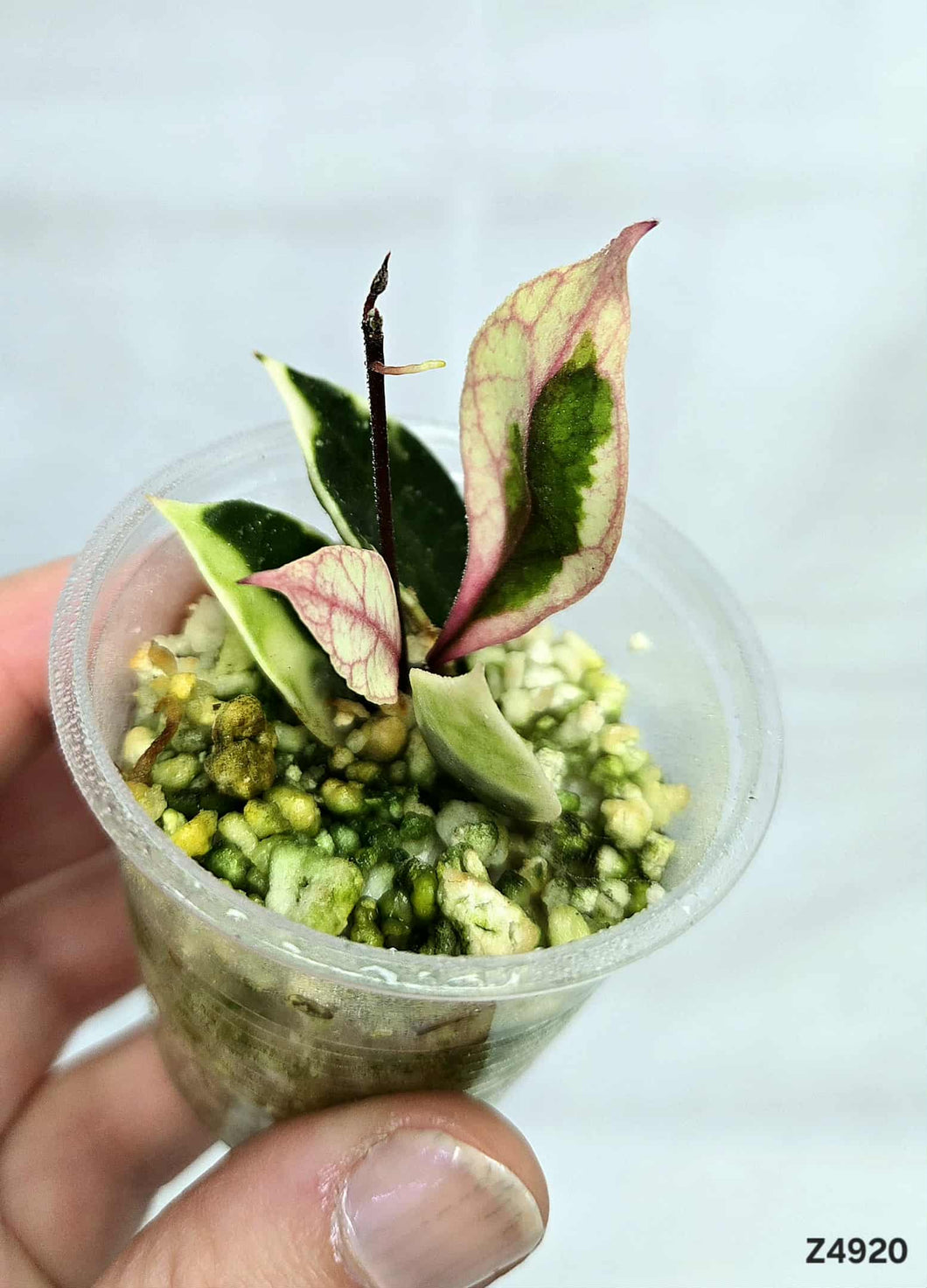 Hoya Lacunova Asami ⭐️ #Z4920