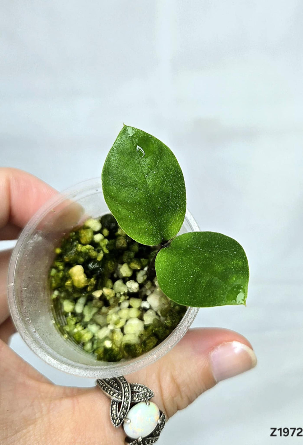 ZZ Plant Variegata Revert #Z1972