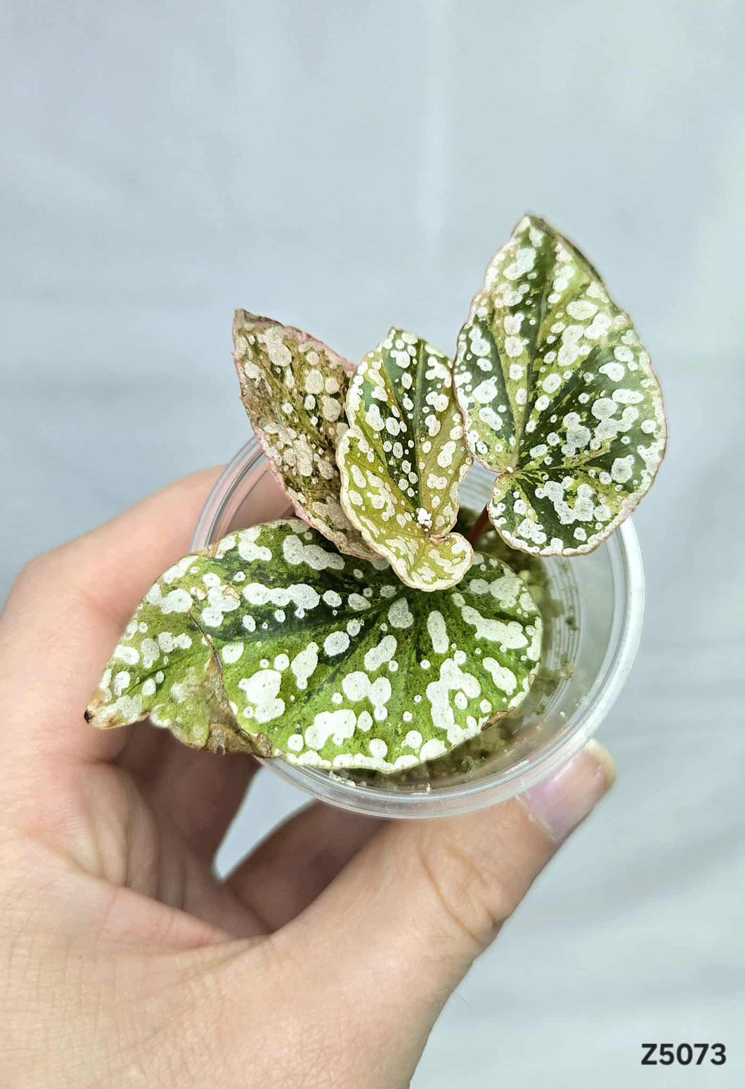 Bégonia Snowcapped Variegata #Z5073