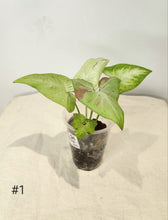 Charger l&#39;image dans la galerie, Syngonium pink salmon
