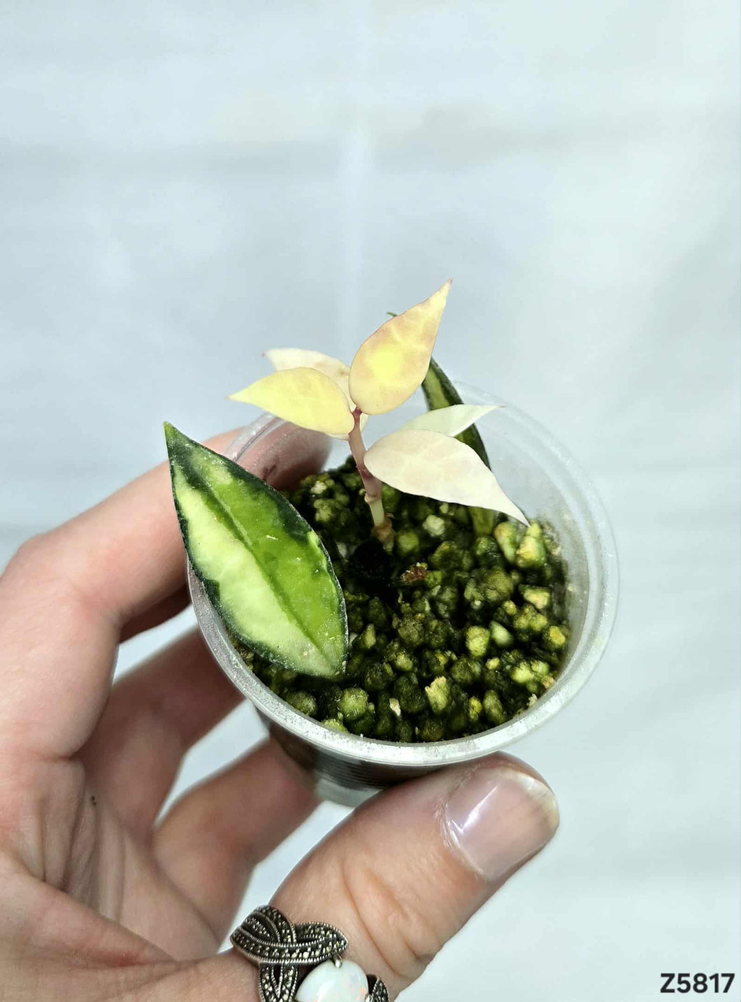 Hoya Lacunosa Variegata ⭐️ #Z5817