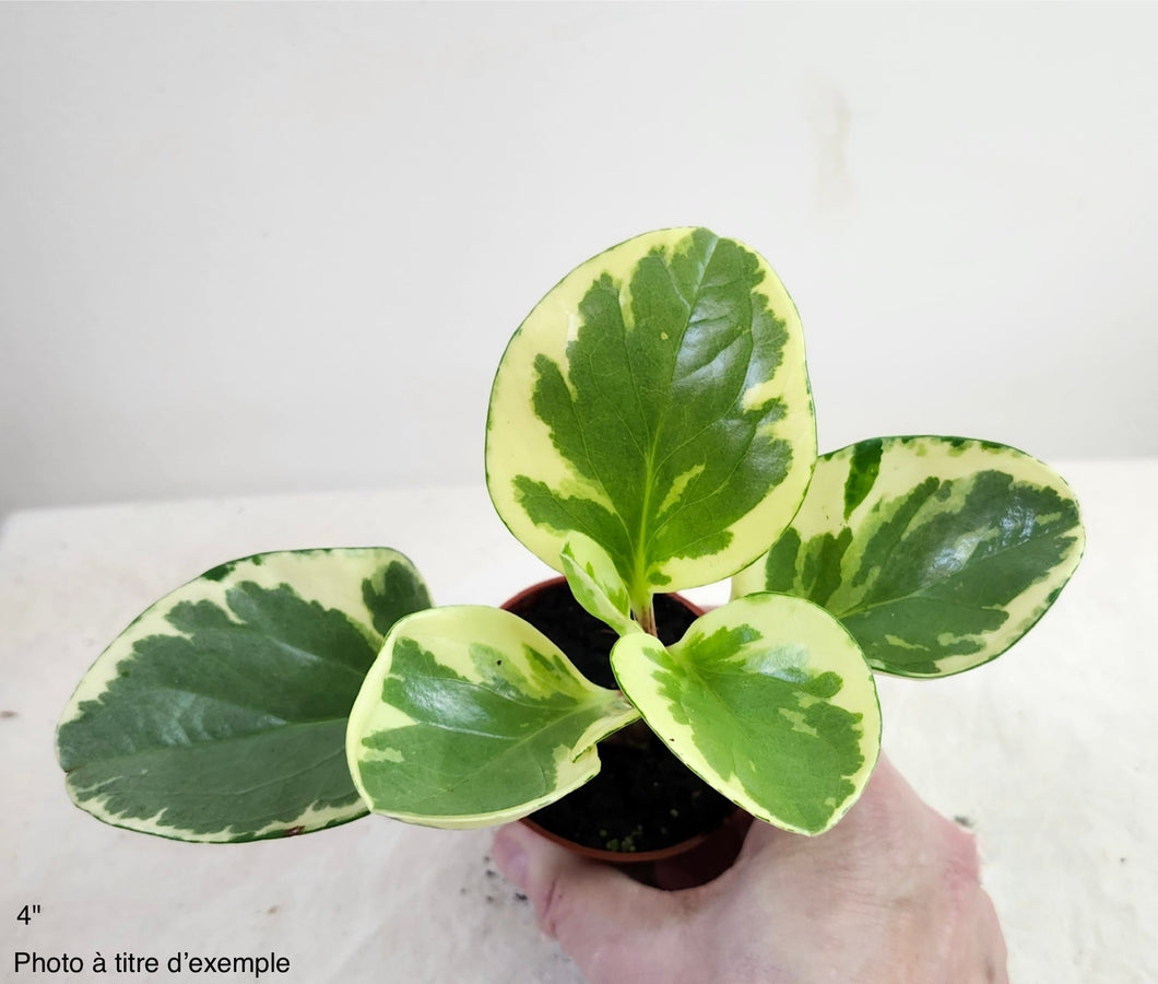Peperomia obtusifolia variegata⭐️