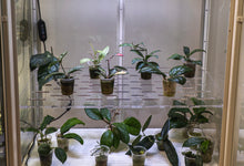 Load image into Gallery viewer, Tablette en acrylique Full Size 8 mm – Tablette entière pour Milsbo
