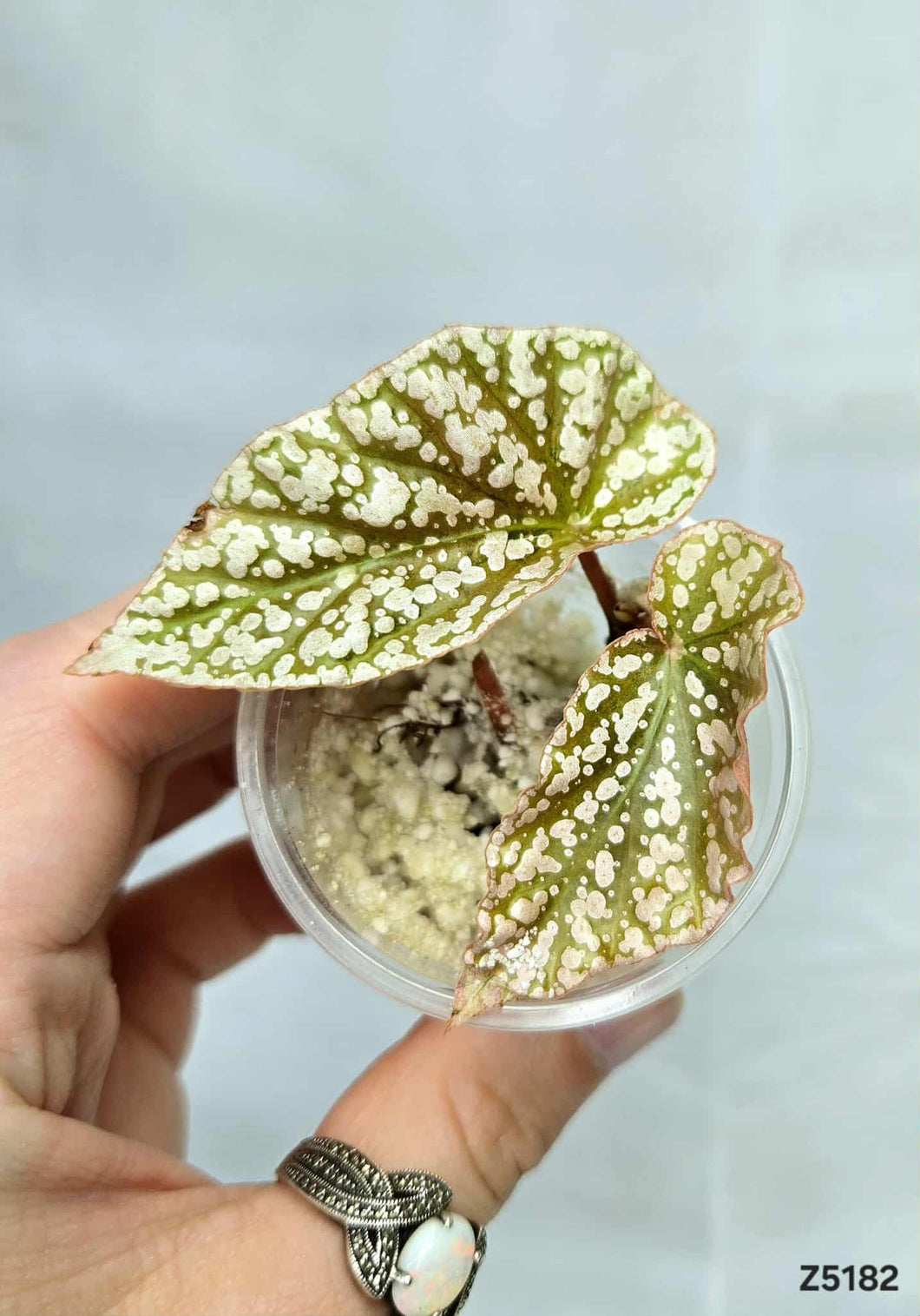 Bégonia Snowcapped Variegata #Z5182