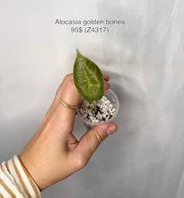 Load image into Gallery viewer, Alocasia Golden Bones #Z4317
