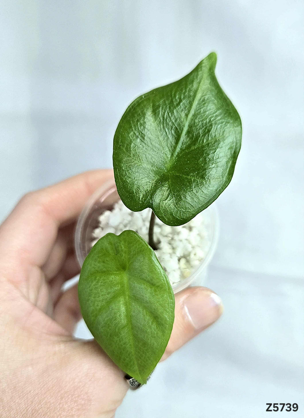 Alocasia Corazon #Z5739
