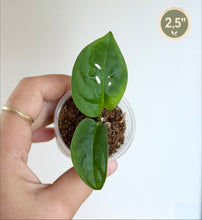 Charger l'image dans la galerie, Plante Monstera Adansonii en petit pot transparent, feuilles vertes ajourées

