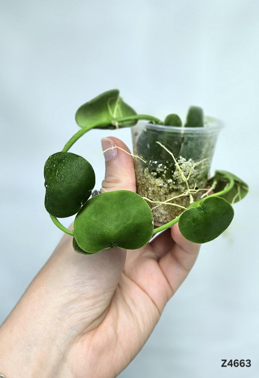 Dischidia Platyphylla ⭐️ #Z4663