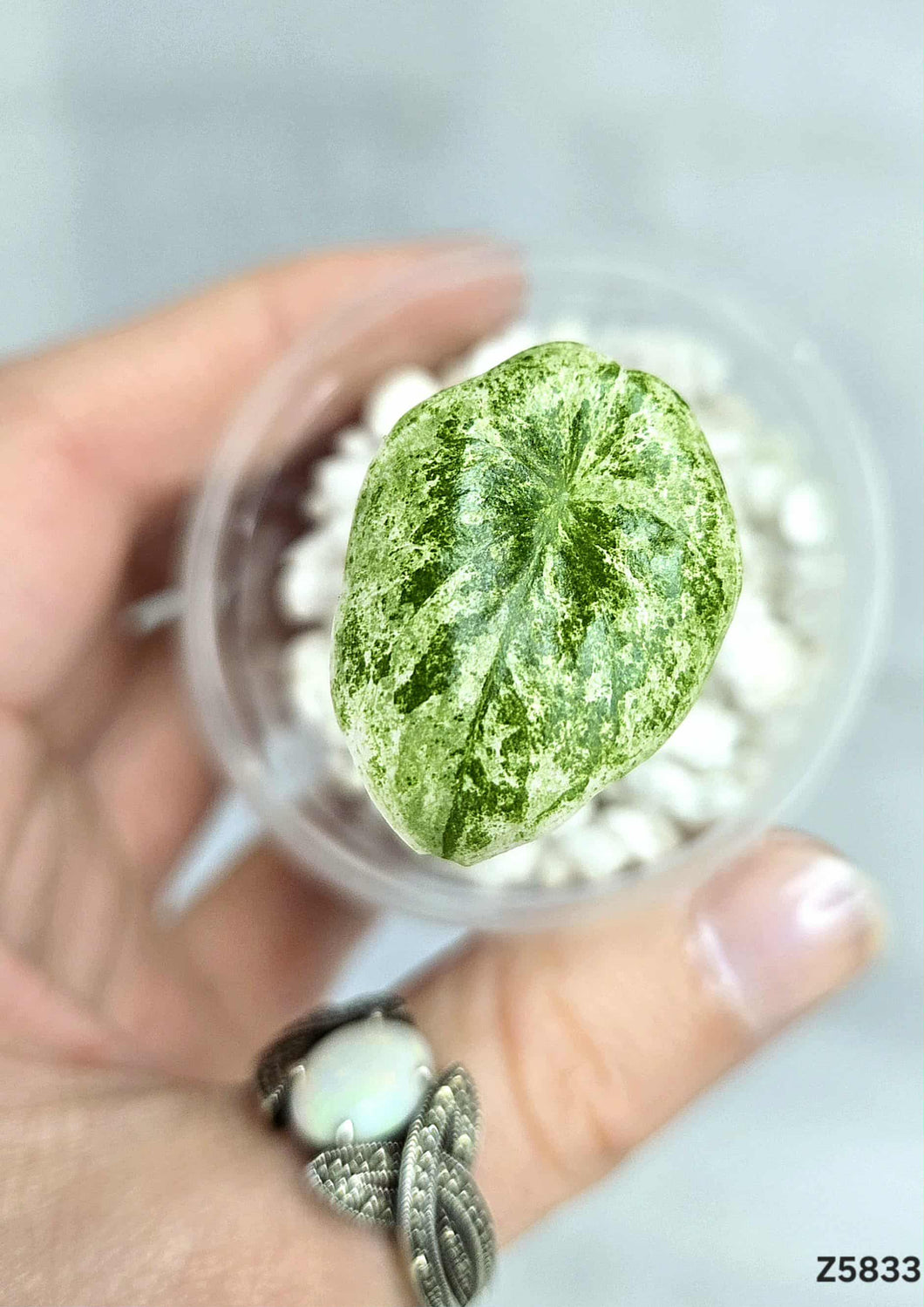 Alocasia Longiloba Mint #Z5833