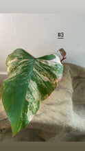 Charger l&#39;image dans la galerie, Philodendron Strawberryshake
