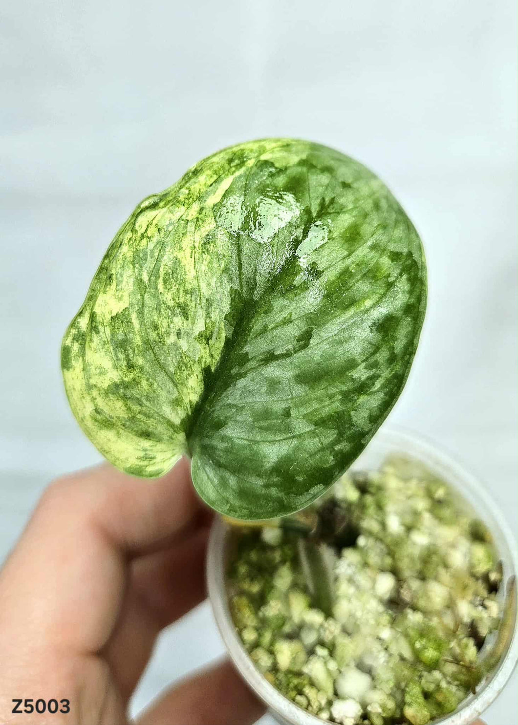 Scindapsus Silver Dark Cloud Variegata #Z5003