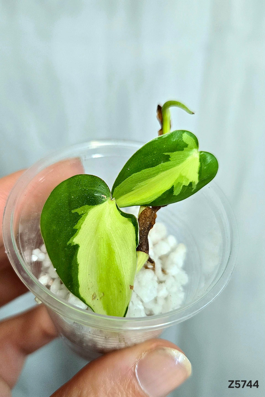 Philodendron Cream Splash #Z5744