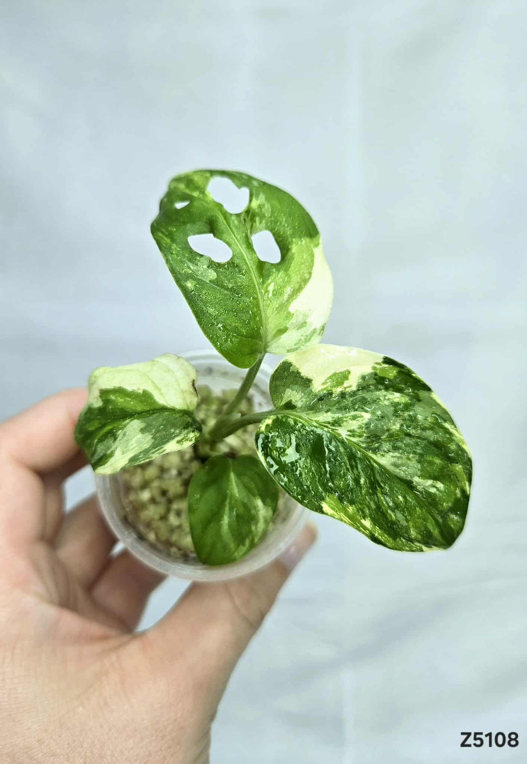 Monstera Adansonii Albo #Z5108