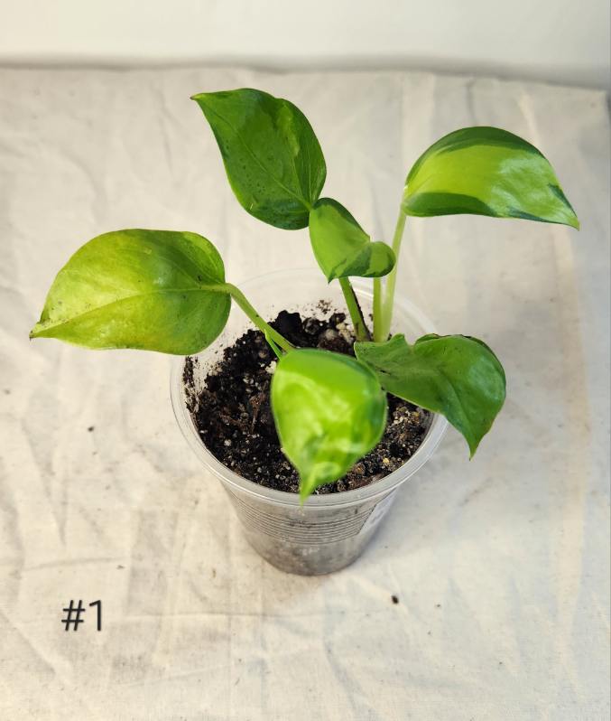 Epipremnum neon joy