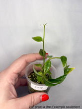 Charger l'image dans la galerie, Hoya Bella ⭐️
