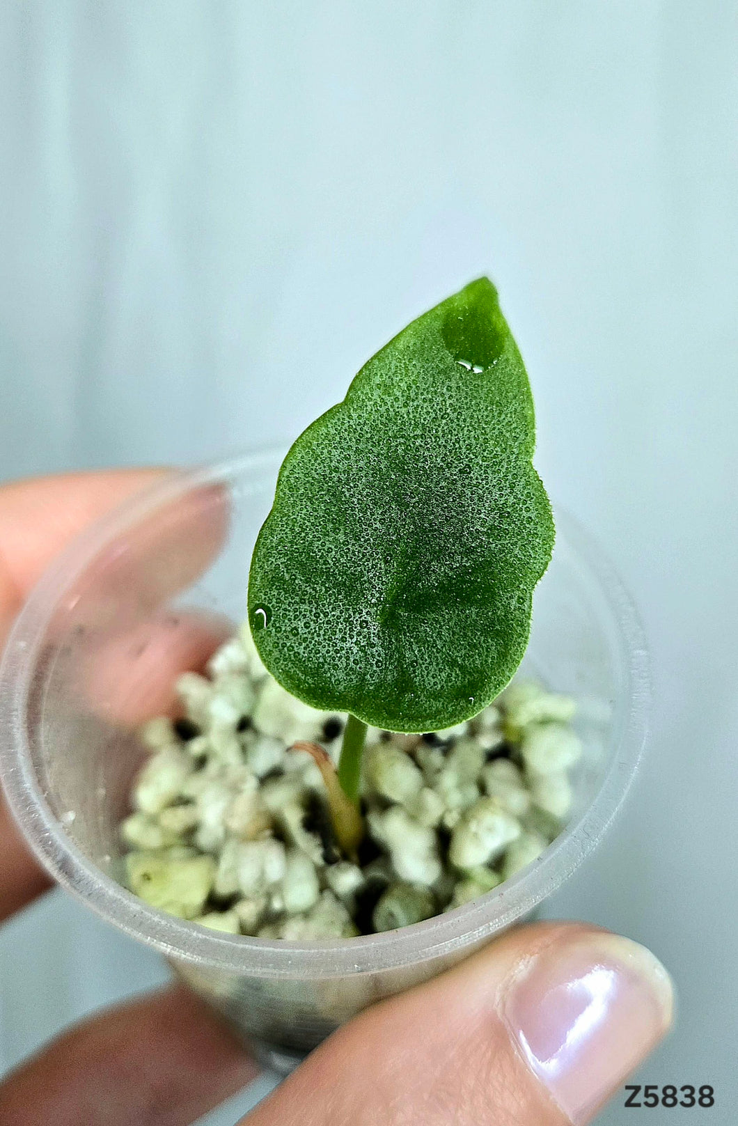 Alocasia Perakensis Silver #Z5838