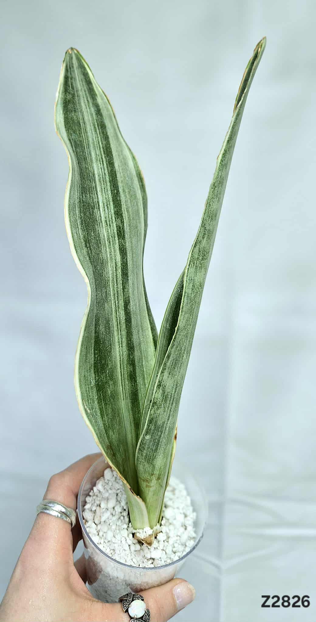 Sanseviere Trifasciata Silver Light #Z2826