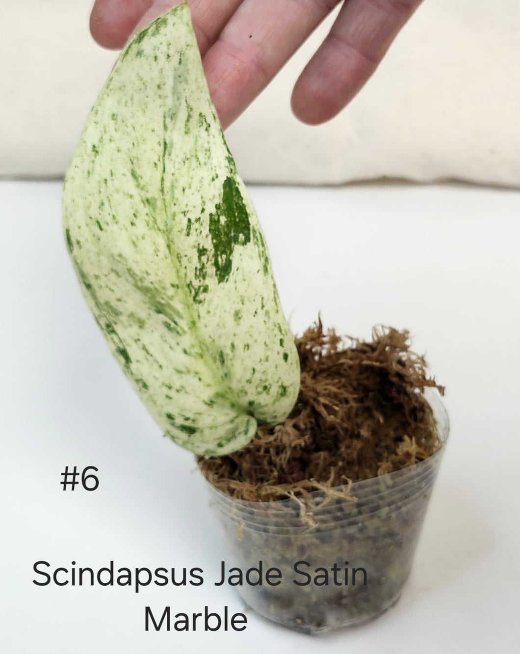 Scindapsus jade satin marble #6