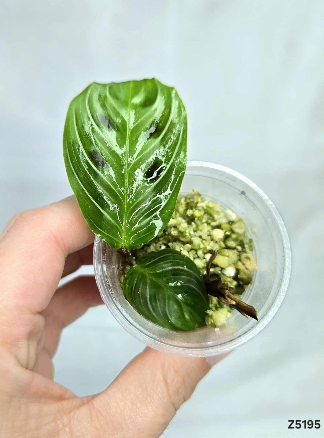 Maranta noire ⭐️ #Z5195