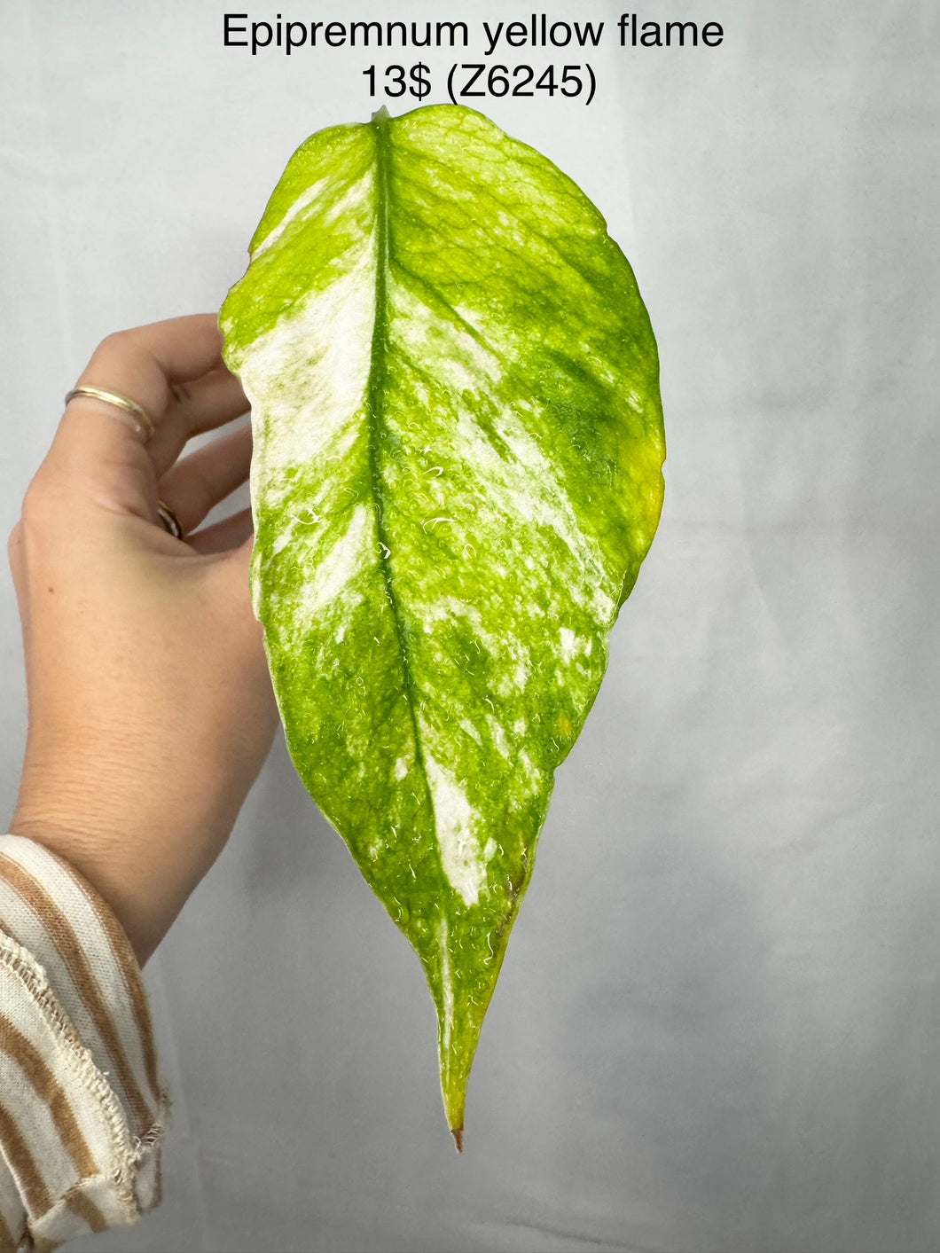 Epipremnum Yellow Flame #Z6245