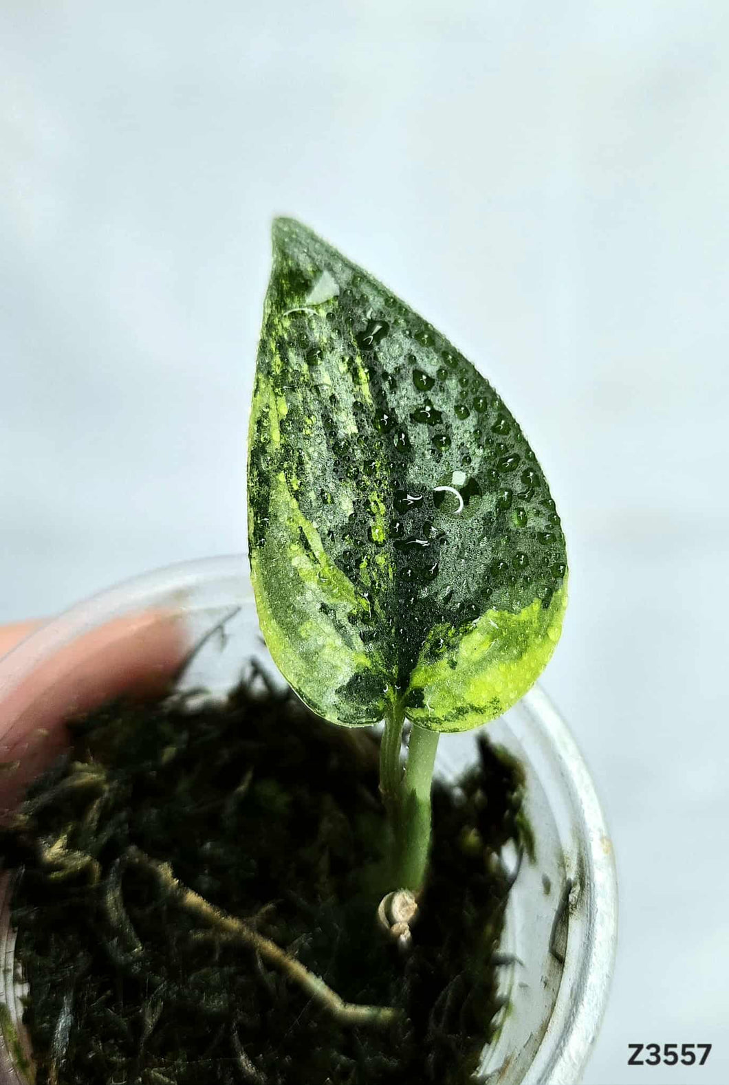Scindapsus Apolaki #Z3557