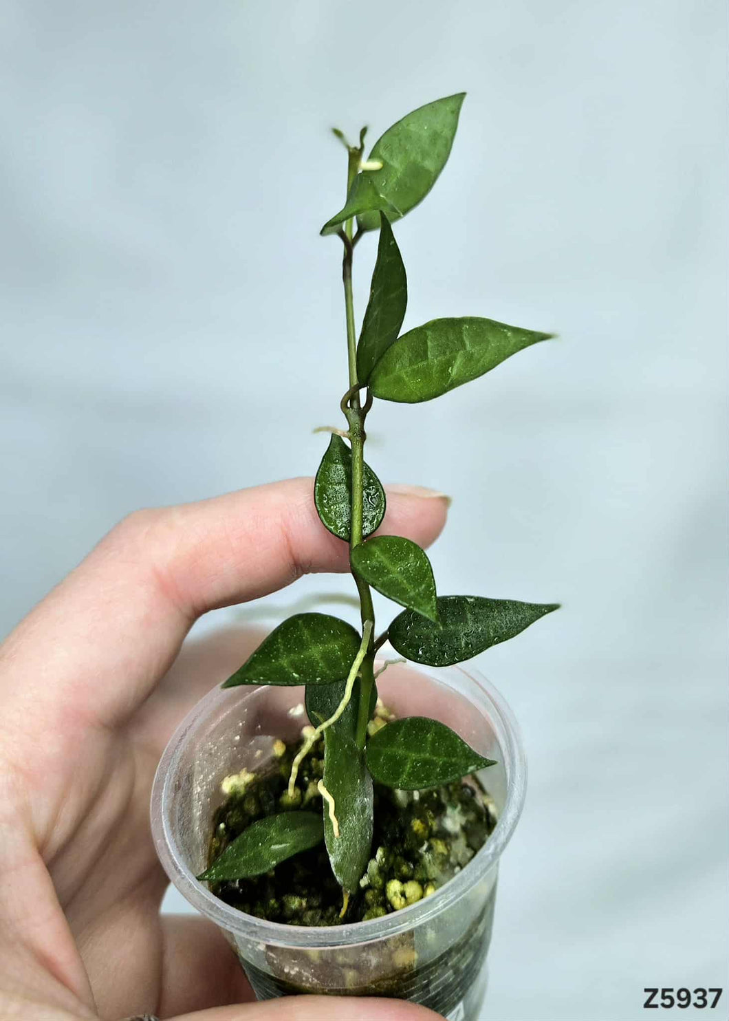 Hoya Lacunosa Variegata Revert ⭐️ #Z5937