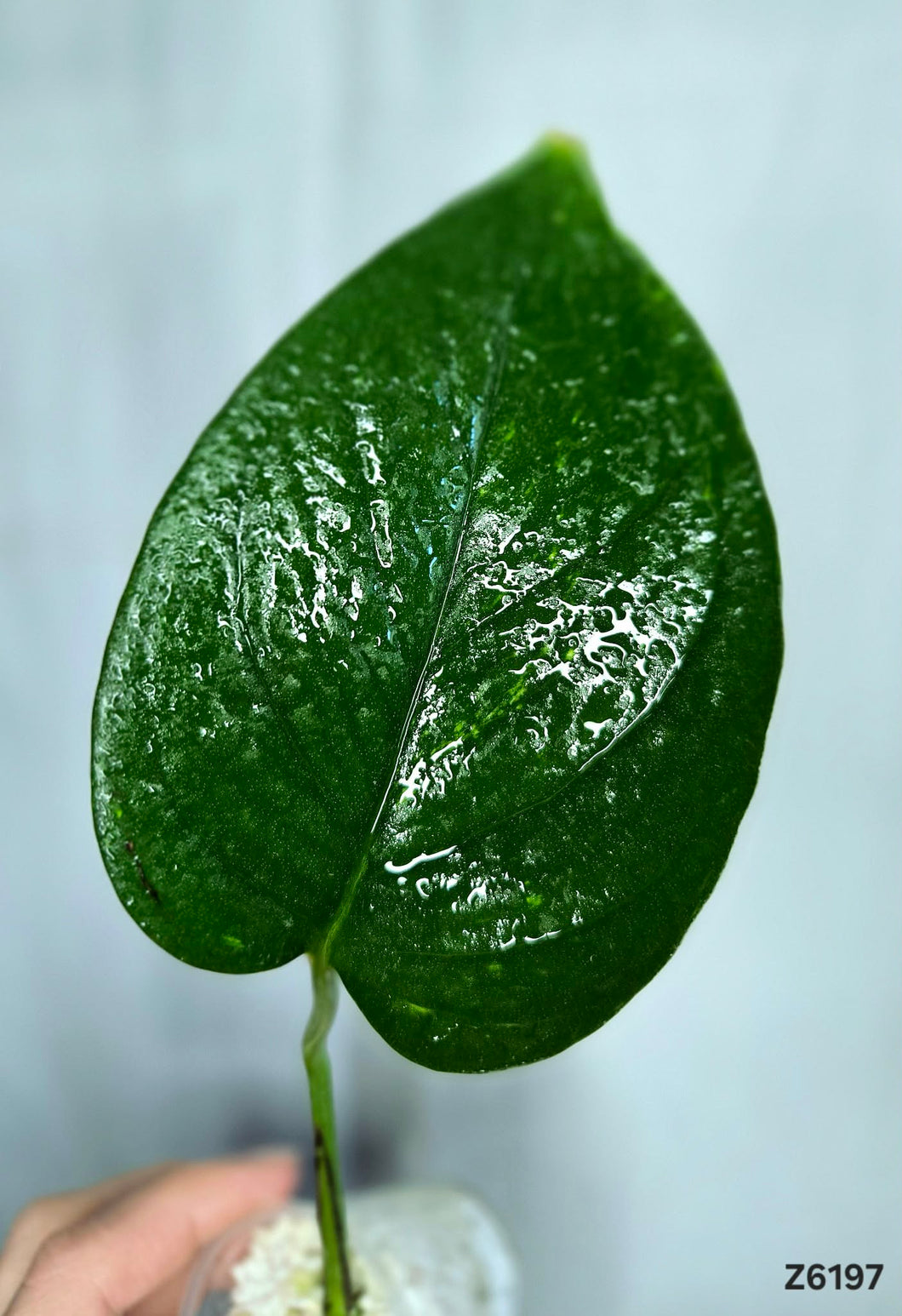 Golden Pothos  #Z6197