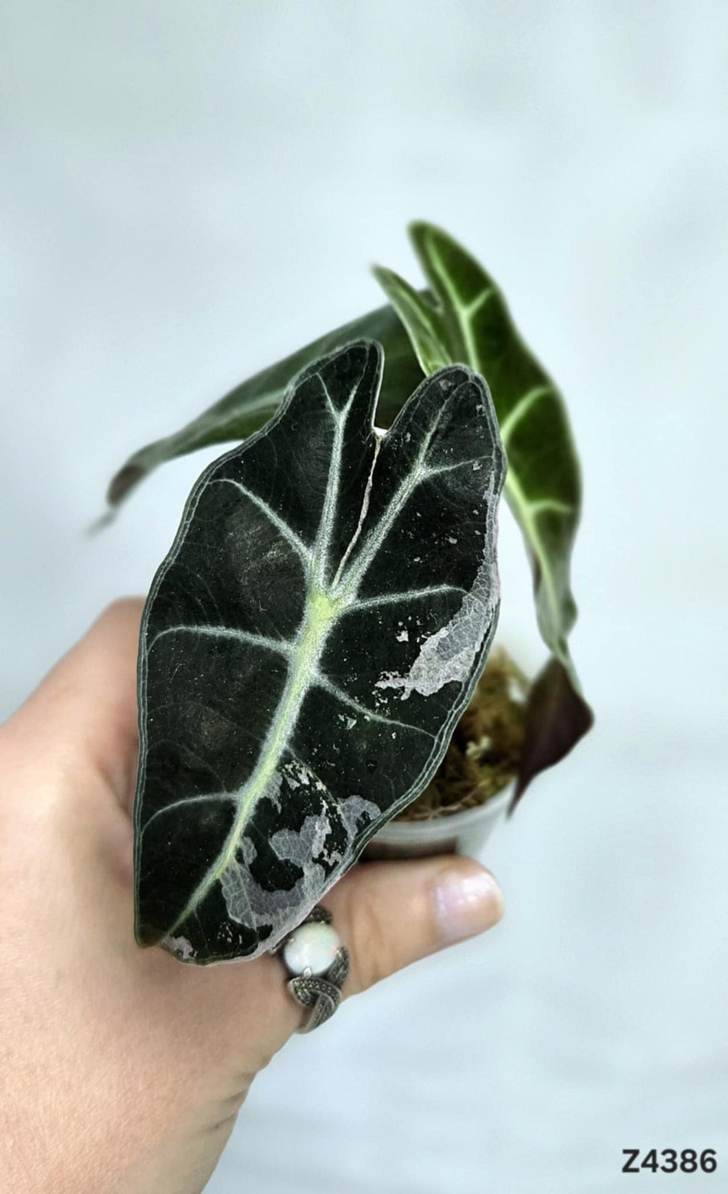 Alocasia Amazonica Albo #Z4386