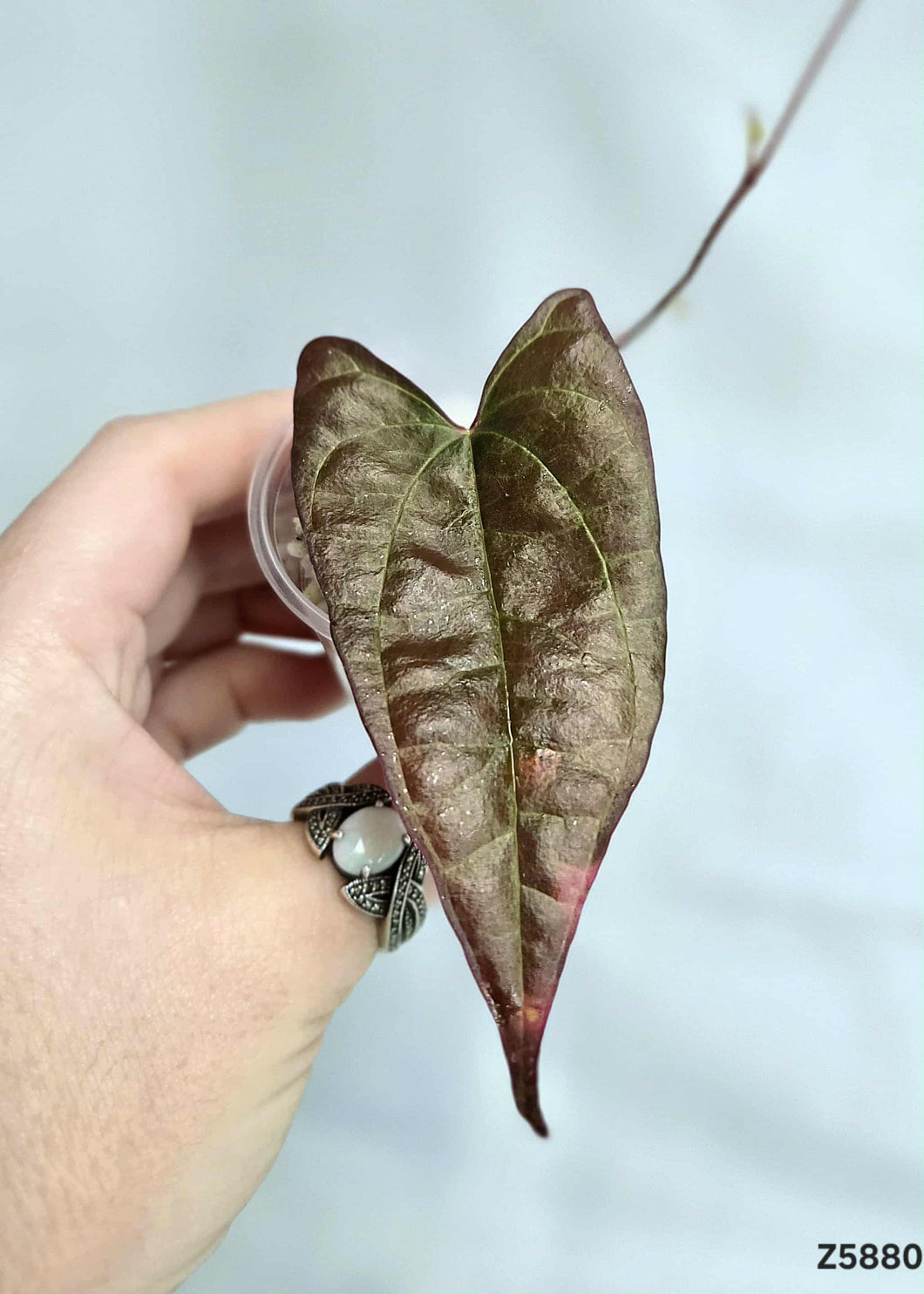 Dioscorea Black #Z5880