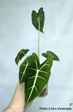 Load image into Gallery viewer, Alocasia frydek
