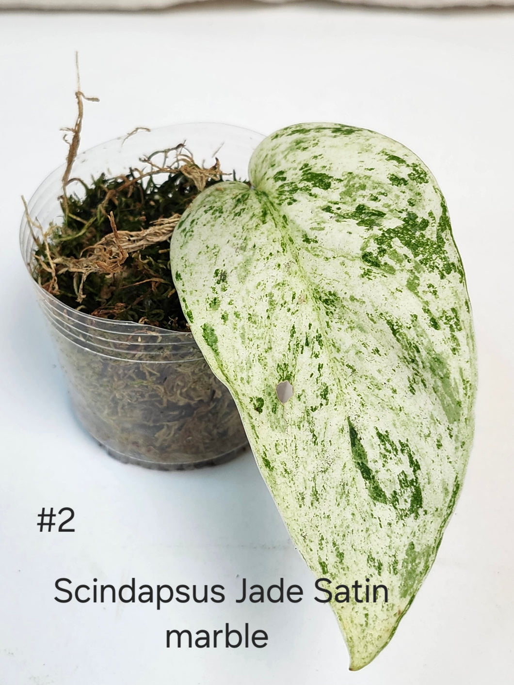 Scindapsus jade satin marble #2