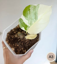 Load image into Gallery viewer, Monstera Albo en godet, feuilles vertes et crème avec grandes zones panachées
