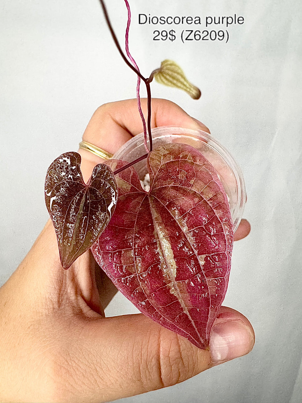 Dioscorea Purple Z6209