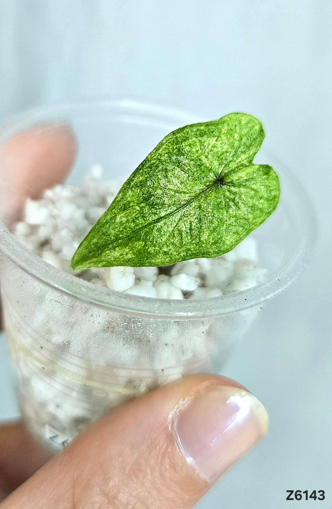 Alocasia Jacklyn Mystic  #Z6143