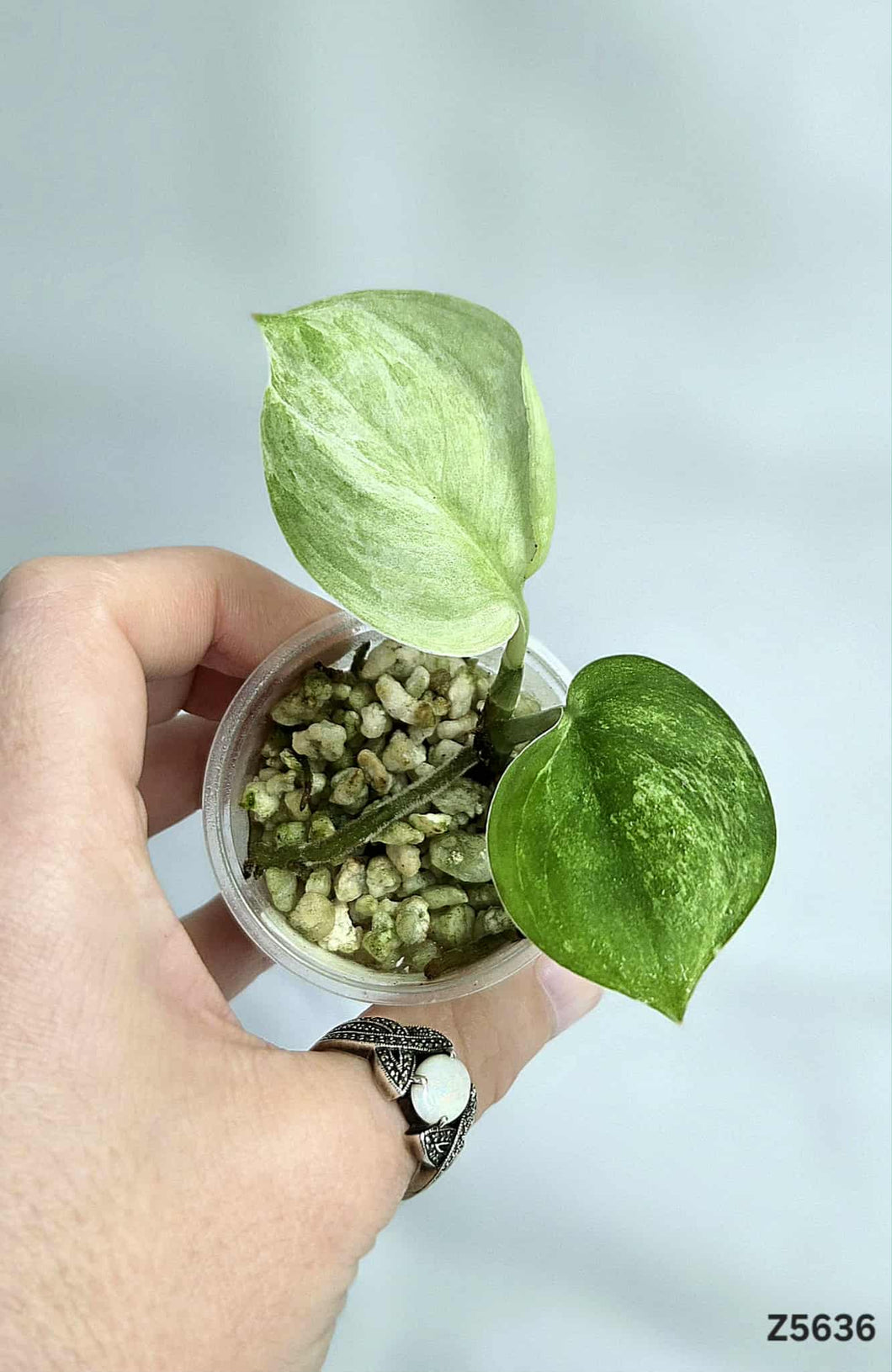 Scindapsus Jade Satin Mint #Z5636