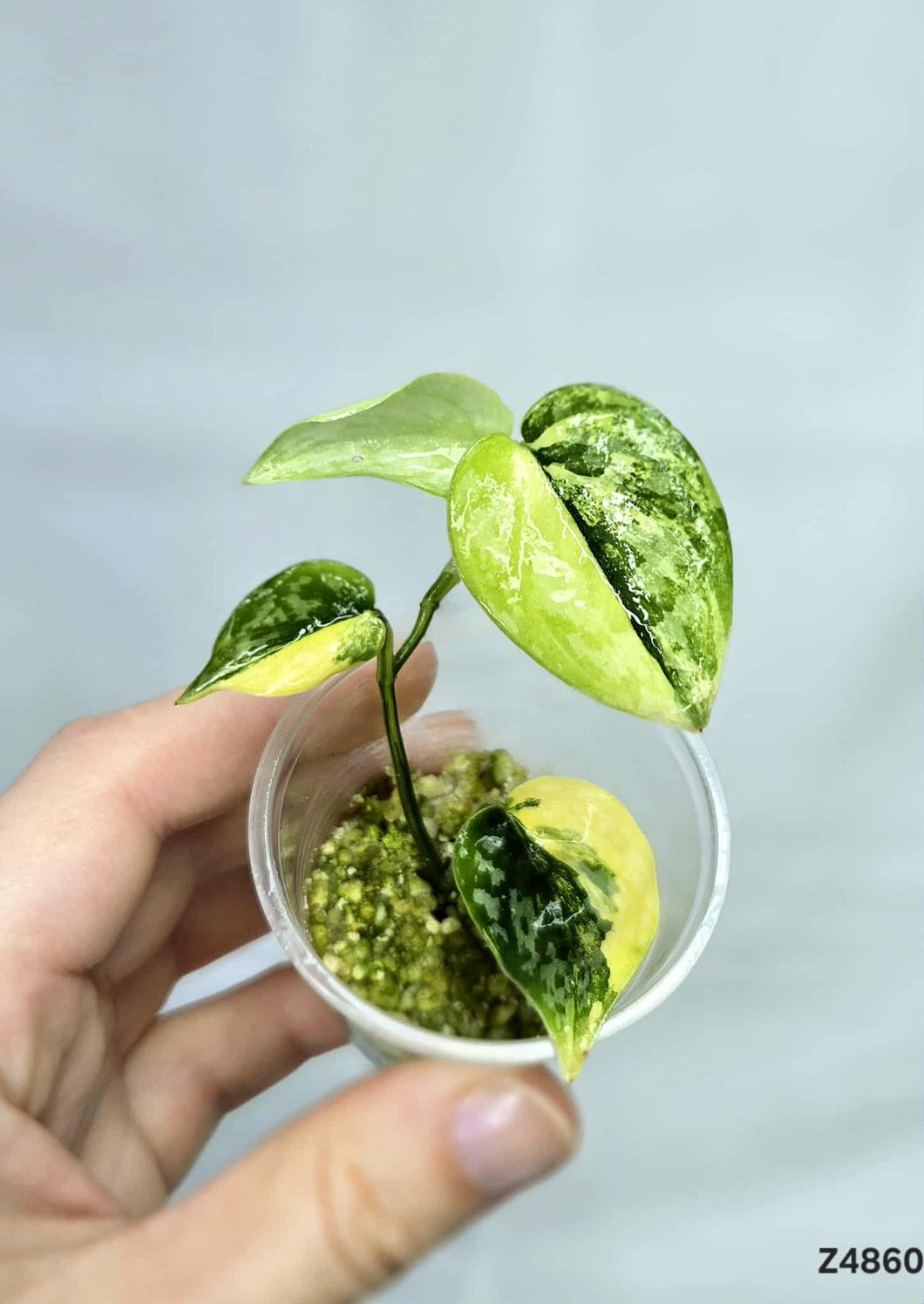 Scindapsus Apolaki #Z4860