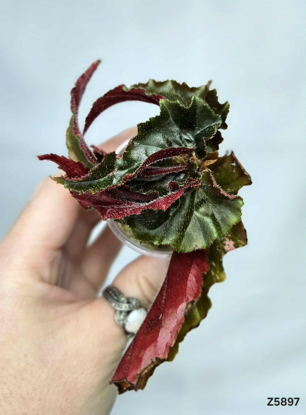 Bégonia Galaxy Revert #Z5897