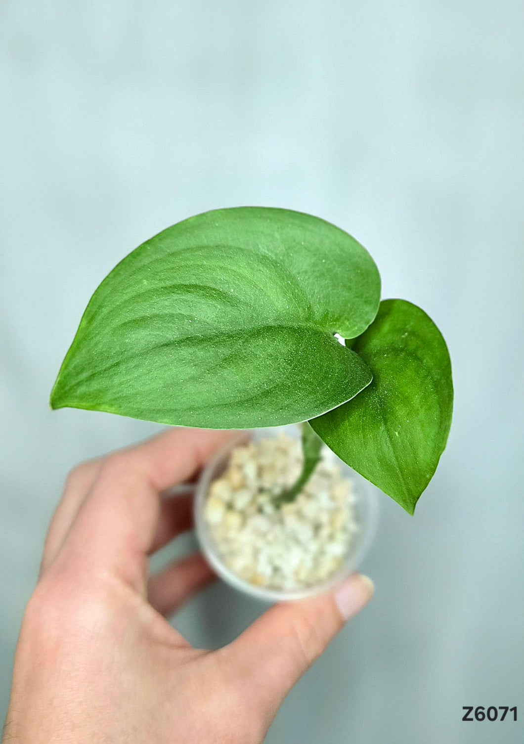 Scindapsus Jade Satin Variegata Revert #Z6071