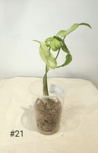Charger l&#39;image dans la galerie, Syngonium three kings
