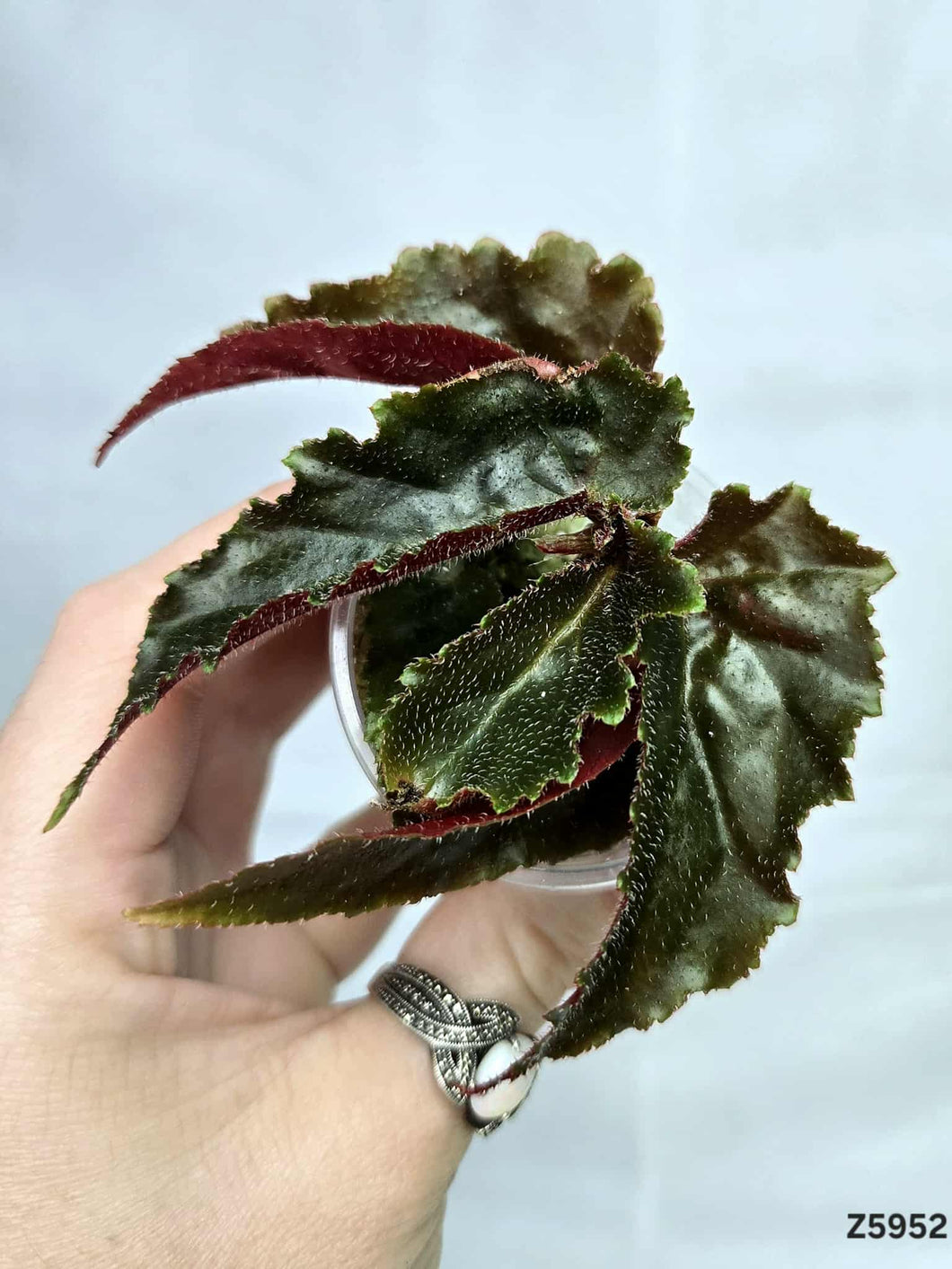 Bégonia Galaxy Revert #Z5952