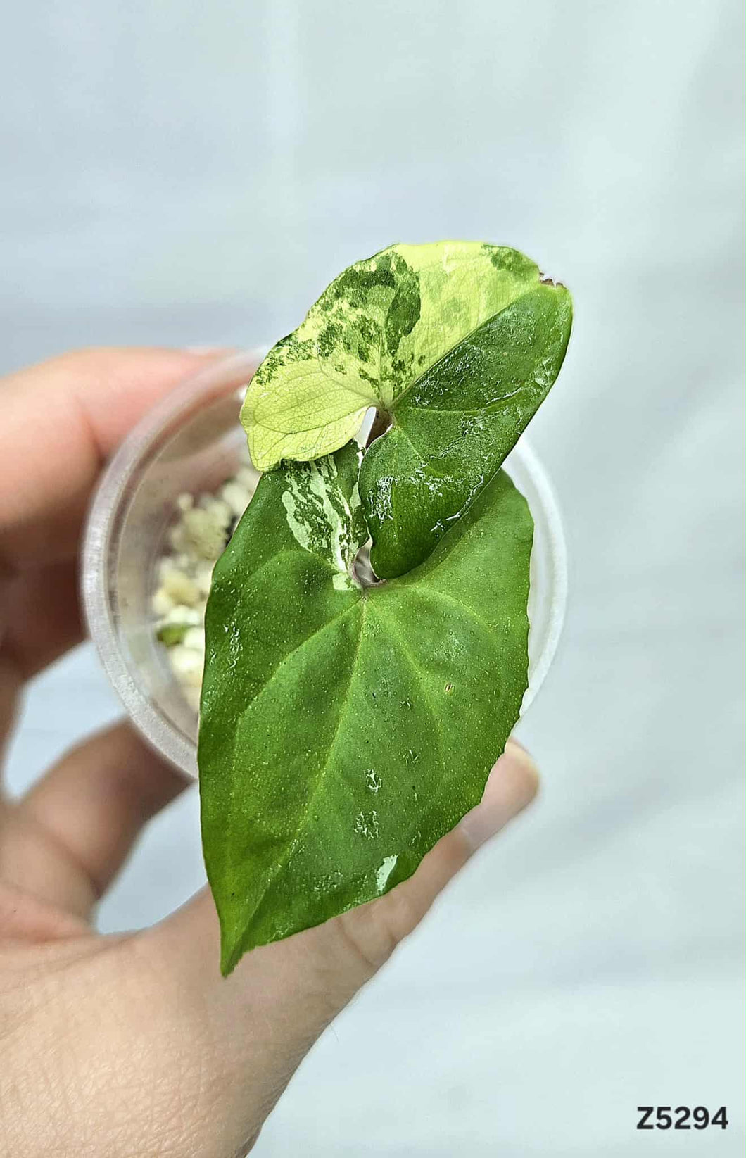 Syngonium Albo #Z5294