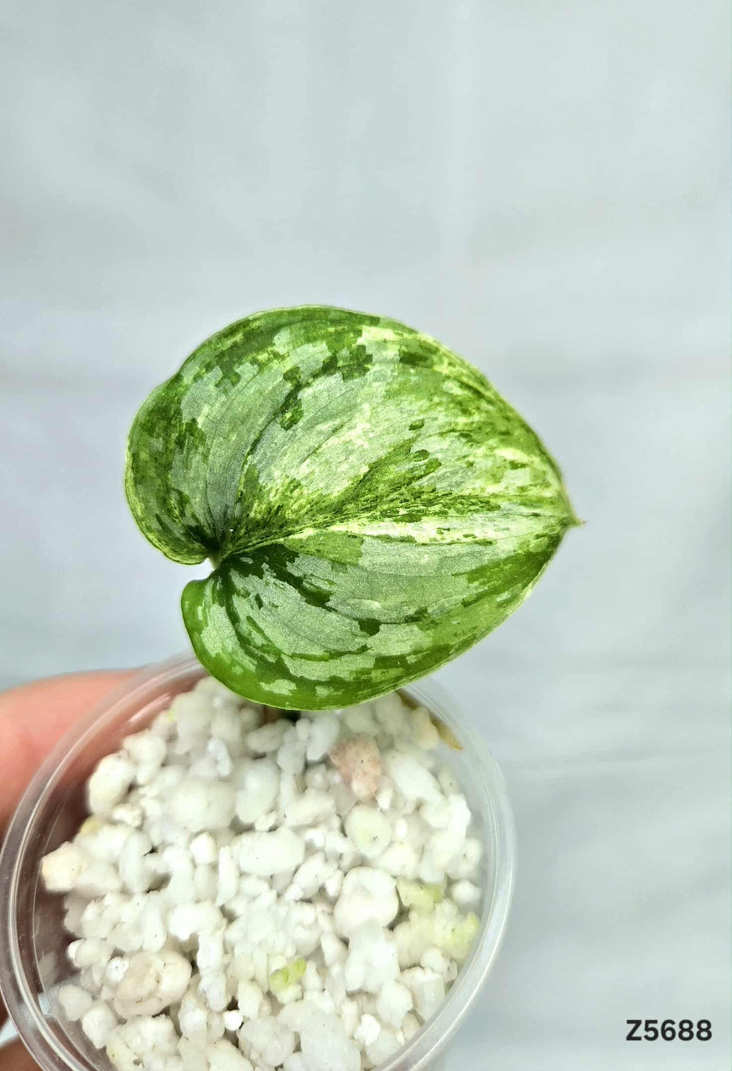 Scindapsus Peasun #Z5688