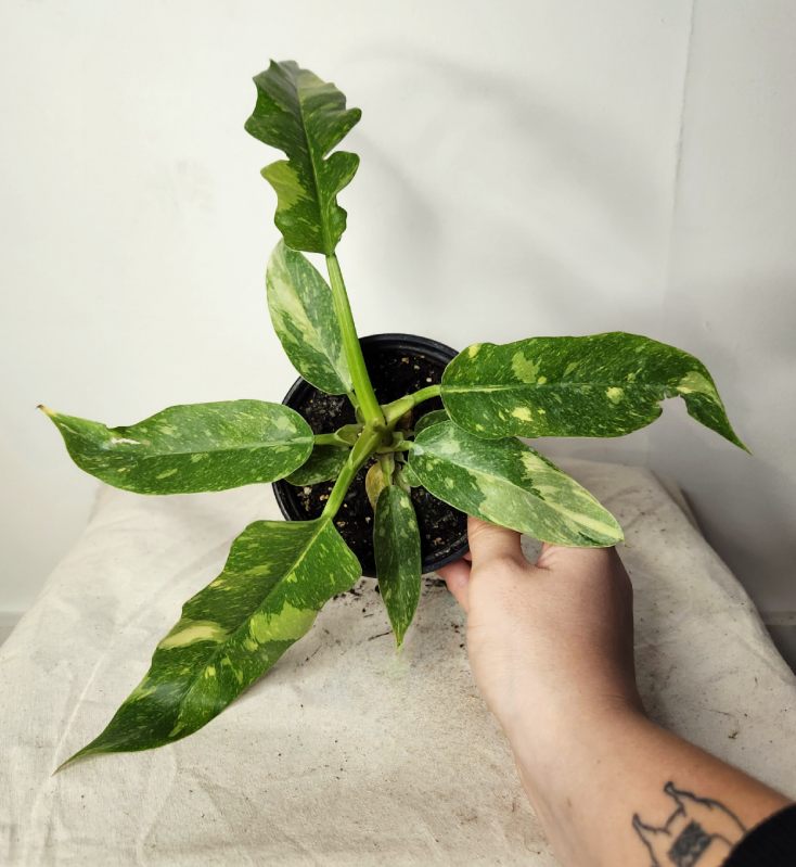 Philodendron ring of fire